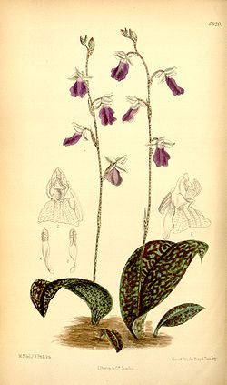 Hemipilia calophylla - Curtis' 113 (Ser. 3 no. 43) pl 6920 (1887).jpg
