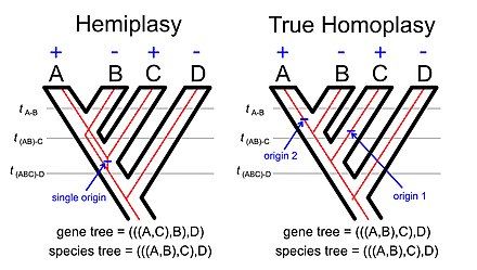 Hemiplasia vs verdadera homoplastia