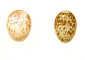 Eggs of H. p. capitalis (left) and H. p. picatus (right) HemipusEgg.jpg