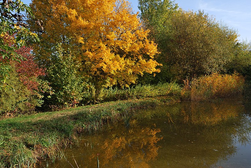 File:Hemmingen Böhnlachteich im Herbst (2).jpg