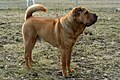 Shar-Pei mit Felltyp Brush Coat