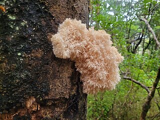 <i>Hericium novae-zealandiae</i> Species of fungus