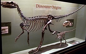 Herrerasaurusskeleton.jpg