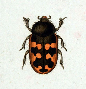 Heterocerus marginatus