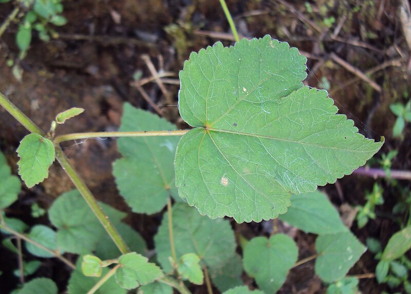 File:Hibiscus lobatus - Lobed Leaf Mallow 11.JPG