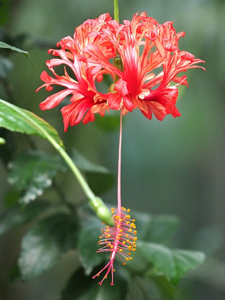 File:Hibiscus schizopetalus@Palmengarten Frankfurt a.M. 20170820.jpg