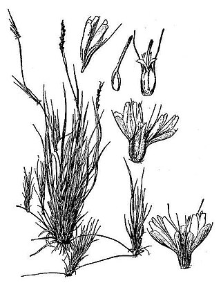 <i>Hilaria belangeri</i> Species of flowering plant