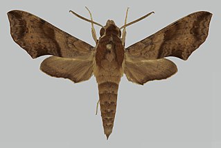 <i>Hippotion paukstadti</i>