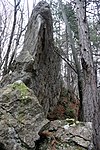 Hippurite Limestone Reef