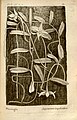 Angraecum implicatum plate 58 in: A.A. Du Petit-Thouars: Histoire particulière des plantes Orchidées (1822)