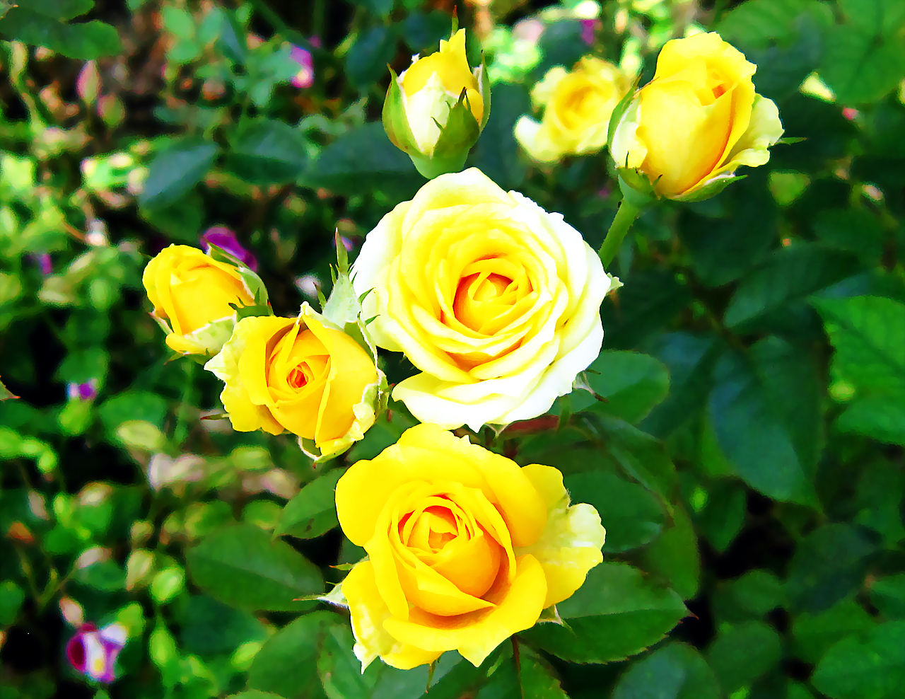 Hãy cùng ngắm nhìn những bông hoa hồng vàng rực rỡ - một biểu tượng của sự tình yêu và sự trân trọng tinh thần. Những bức tranh này tạo nên một không gian nghệ thuật tươi tắn và ấm áp.