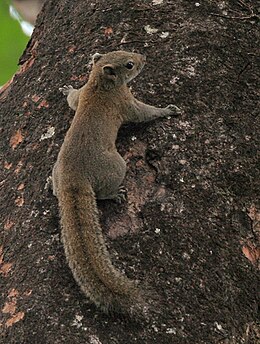 Hoary-bellied Squirrel at Jayanti, Duars, West Bengal W Picture 451.jpg