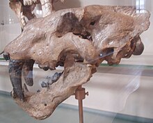 Homotherium crenatidens.JPG