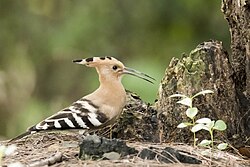 Hoopoe in the forest (36955496376).jpg