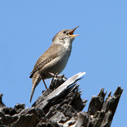 House wren in full song cropped.png
