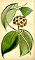 Hoya cinnamomifolia.jpg
