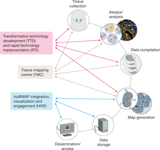 <span class="mw-page-title-main">Human Biomolecular Atlas Program</span>