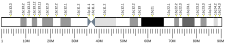 ไฟล์:Human_chromosome_16_ideogram.svg