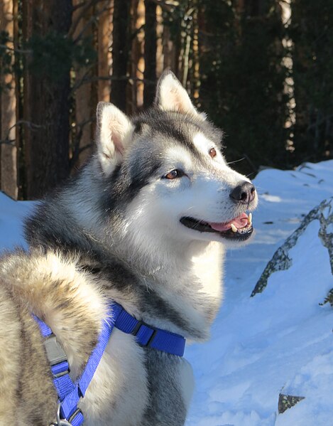 File:Husky siberiano en la nieve.jpg