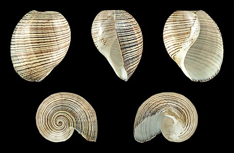 Shell of a Striped Paper Bubble, Hydatina physis