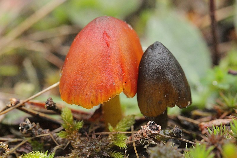 File:Hygrocybe conica 56345308.jpg