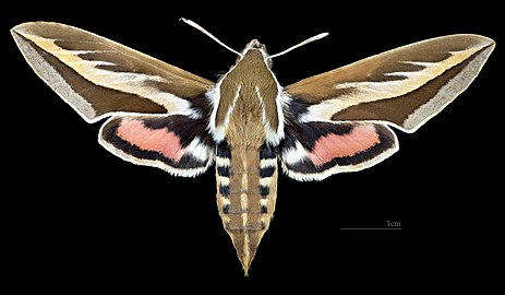 Hyles euphorbiarum MHNT CUT 2010 0 334 Villa Nougues, Tucuman, Argentina, female dorsal.jpg