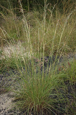 <i>Hyparrhenia rufa</i> Species of plant