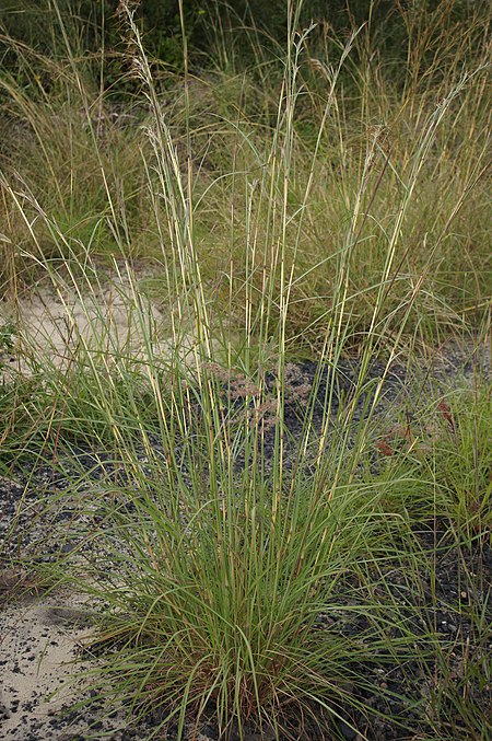 Hyparrhenia rufa stem pattern.jpg