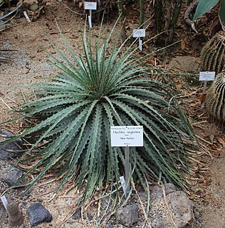 <i>Hechtia argentea</i> Species of plant