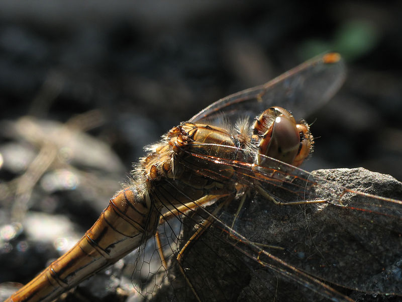 File:IMG 1441 Sympetrum.JPG