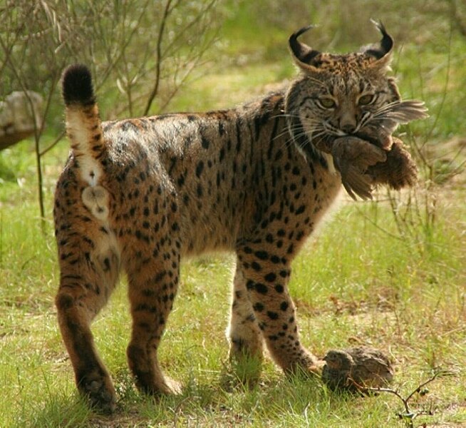 File:Iberian Lynx eating bird.jpg