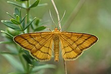 Idaea aureolaria (30255787258).jpg