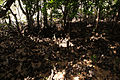 Mangrove sur l'Ile Curieuse