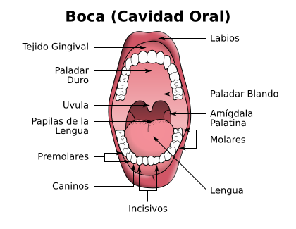 File:Illu mouth.svg