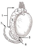 testis yüzeyi