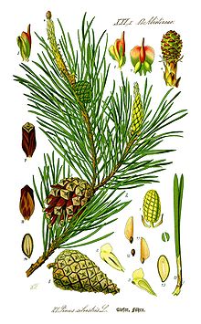 Pines Drawings And Descriptions Of The Genus Pinus