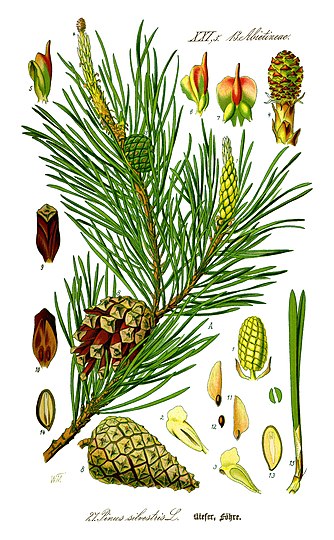 Illustration of needles, cones, and seeds of Scots pine (P. sylvestris)