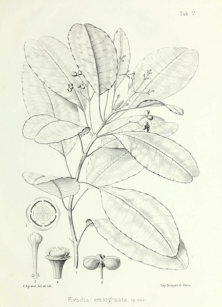File:Illustrationes florae insularum Maris Pacifici (15752725867).jpg