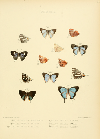 <i>Rekoa</i> Butterfly genus in family Lycaenidae