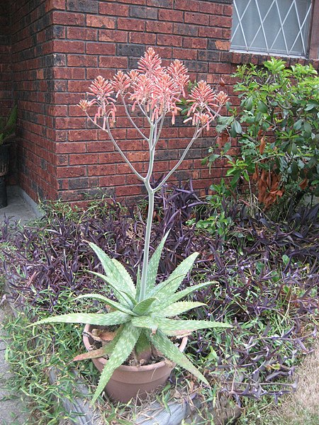 File:In Bloom in Terrytown Louisiana July 2007.jpg