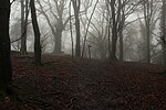 Thumbnail for File:In the Woods above Dorsetshire Gap - geograph.org.uk - 6057820.jpg