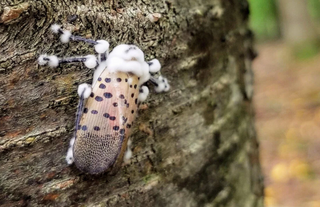 <i>Batkoa major</i> Species of fungus