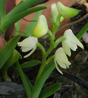 Bildbeschreibung Blütenstand Polystachya obanensis Rendle.jpg.