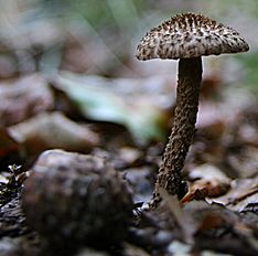 Inocybe hystrix.jpg 