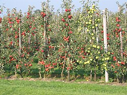 Appelbomen in de vorm van zogenaamde "spillen", in een boomgaard. De horizontale takken zijn de gesteltakken, die hier aan de harttak zitten.