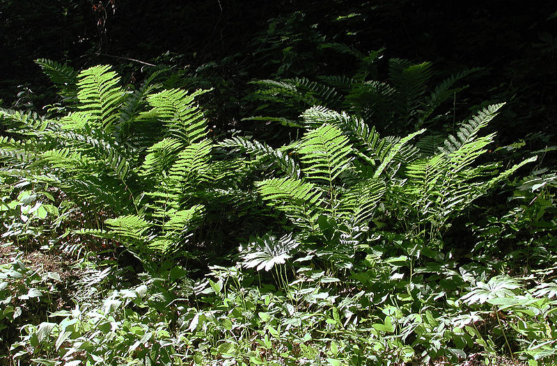 File:Interruptedfern-evening.jpg