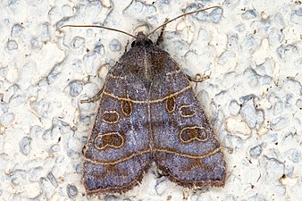 Poppelvecklarfly, Ipimorpha subtusa