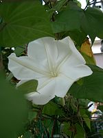 Vorschaubild für Ipomoea alba