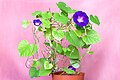 * Nomination Flowering Ipomoea purpurea 'Ultraviolet'. --Bff 11:26, 6 March 2024 (UTC) * Promotion  Support Good quality. --Velvet 07:32, 7 March 2024 (UTC)