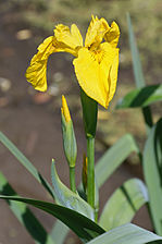 Iris pseudacorus (yellow flag iris)